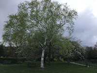 Photo by Sheila Webber of a Birch tree in the meadow in April 2024
